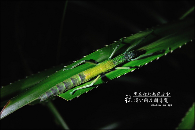 社頂公園夜間導覽 | 黑夜裡的派對 (夜間行程、螢光蕈)