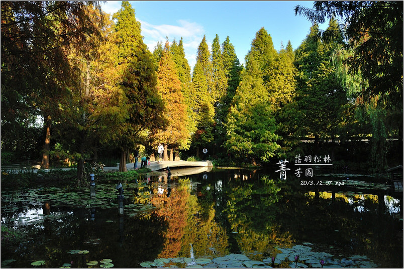 菁芳園 落羽松林 | 歐洲般的景致