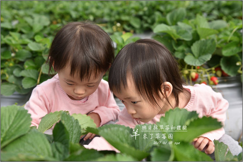 羊來了草莓園 | 歡樂的親子時光