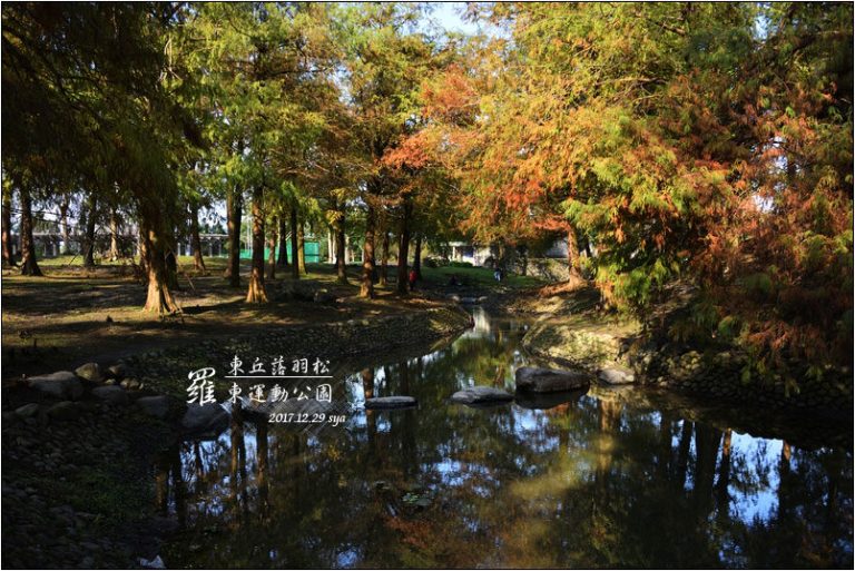 羅東運動公園 | 東丘落羽松