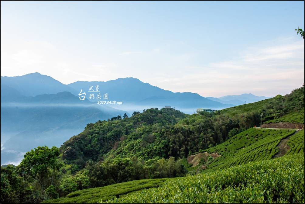 武界台興茶園 | 壯闊雲海、大片的公共活動草地區