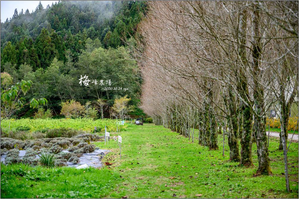 梅峰農場 蘋芬秋色