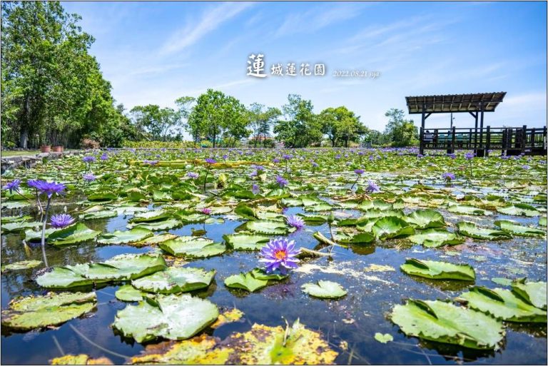 蓮城蓮花園