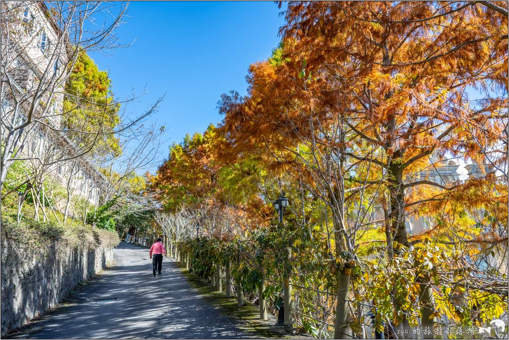 清境 妮娜巧克力創始店 佛羅倫斯 落羽松2