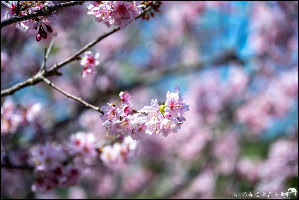 鶯歌 永吉公園 旋轉溜滑梯