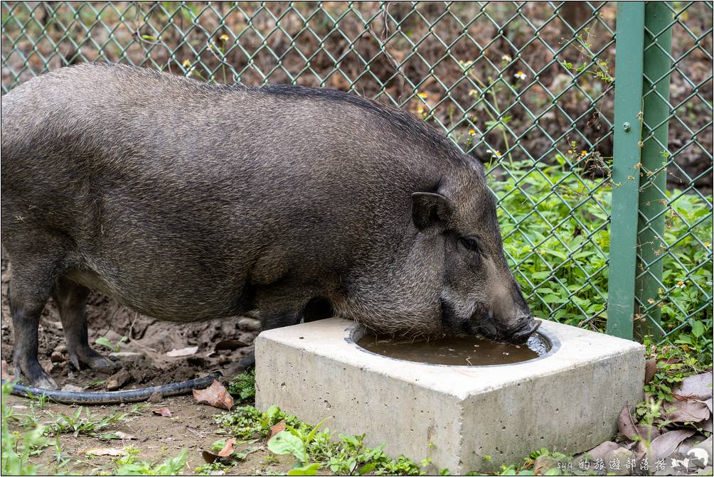 逐鹿部落、逐鹿社區、觸口梅花鹿園區 逐鹿傳說