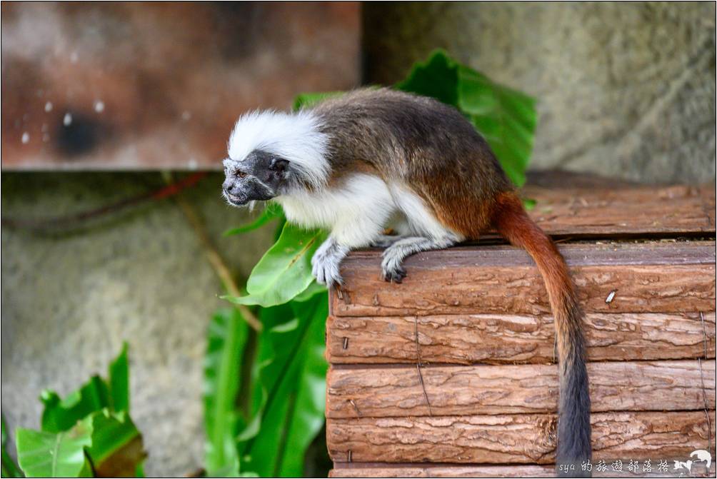 臺北市立動物園