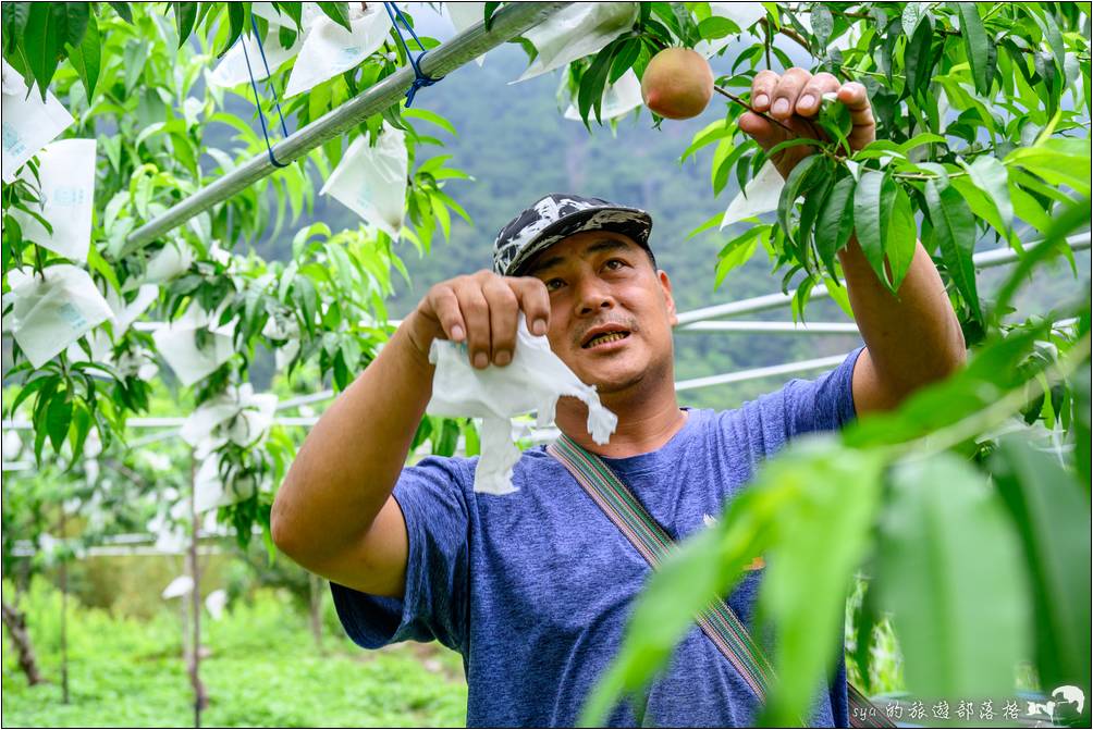 拉拉山媽媽桃