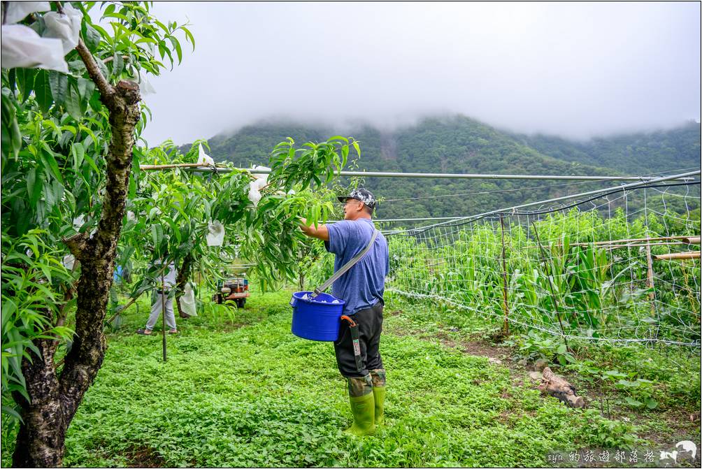 拉拉山媽媽桃