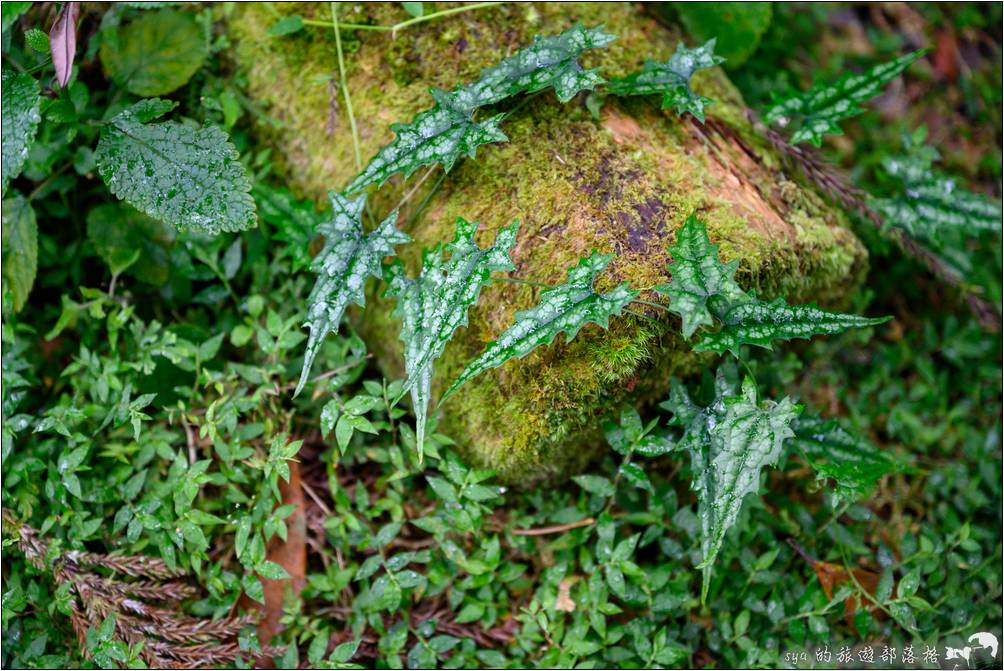 福山植物園