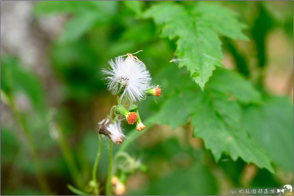 福山植物園