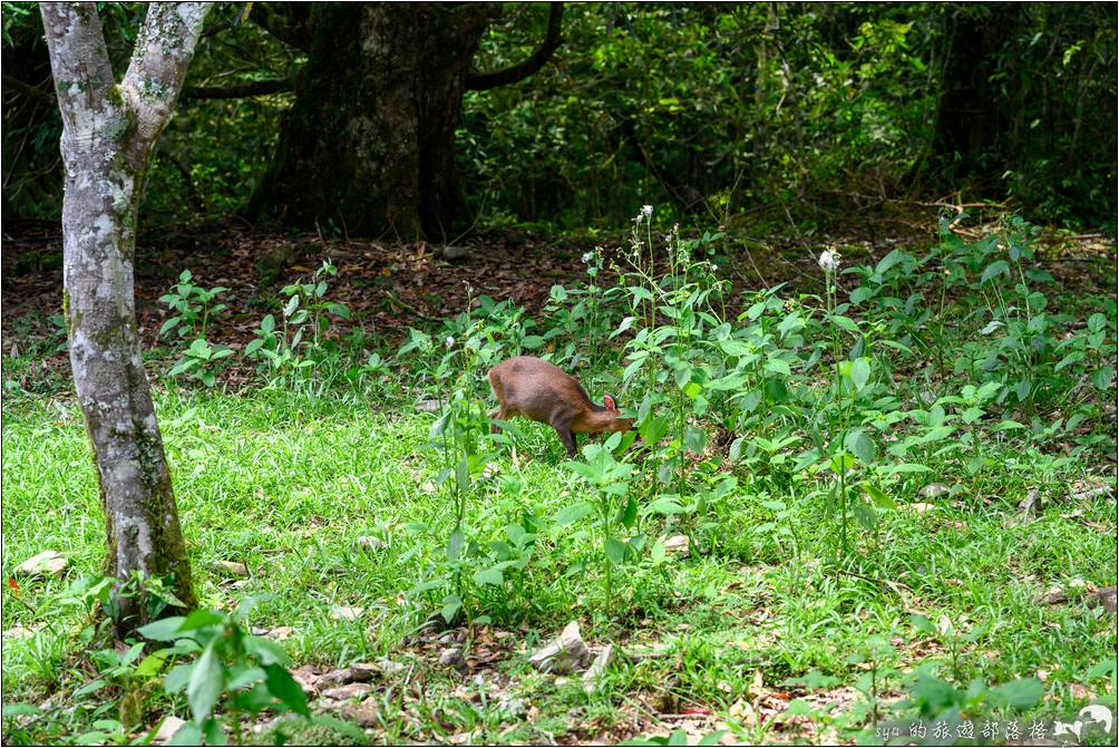 福山植物園 山羌