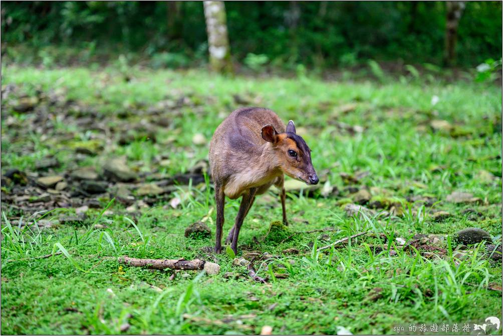 福山植物園 山羌