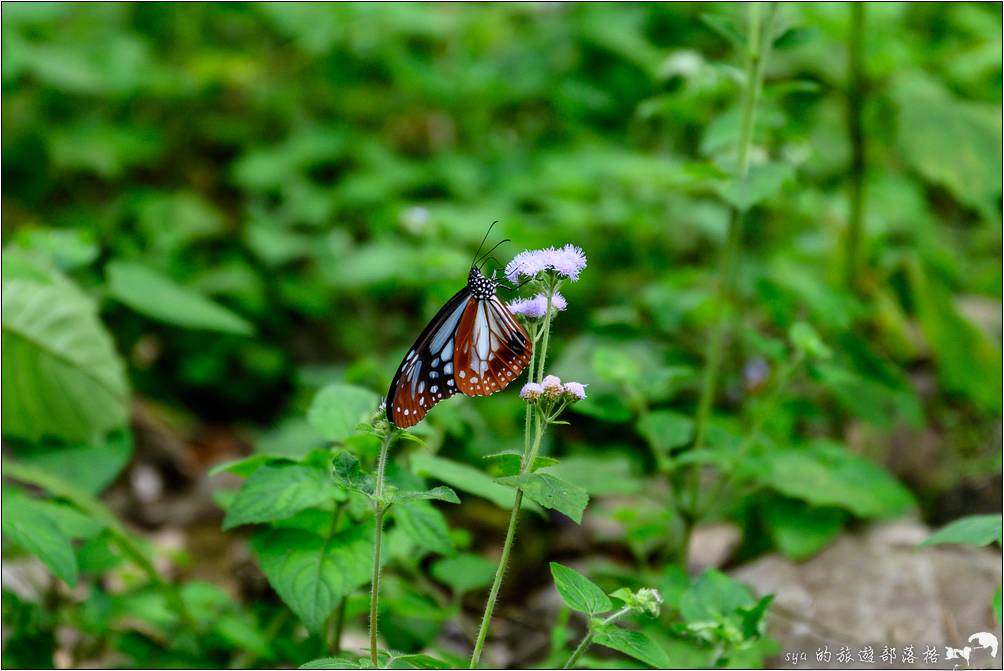 福山植物園