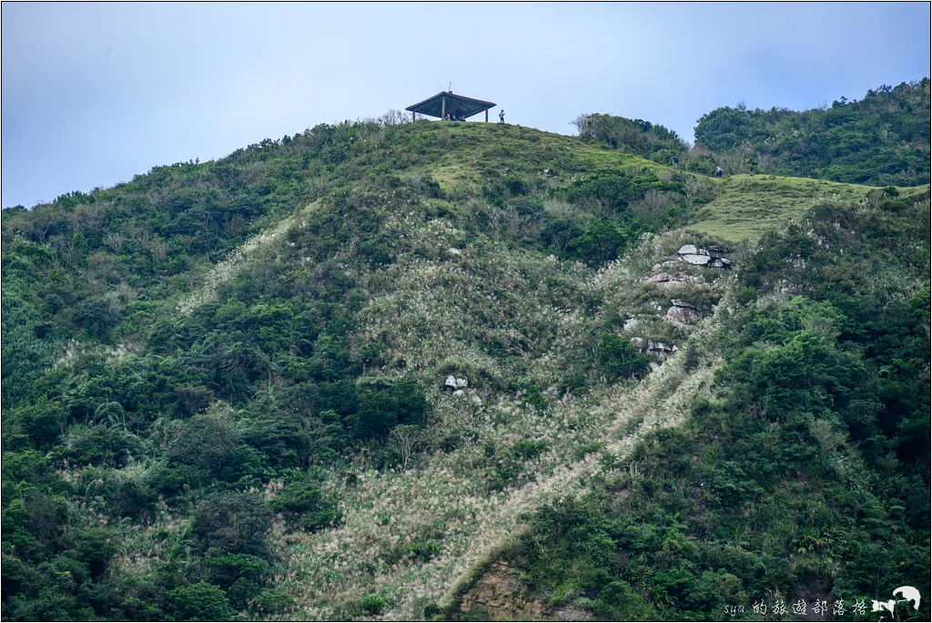 草嶺古道 芒花季