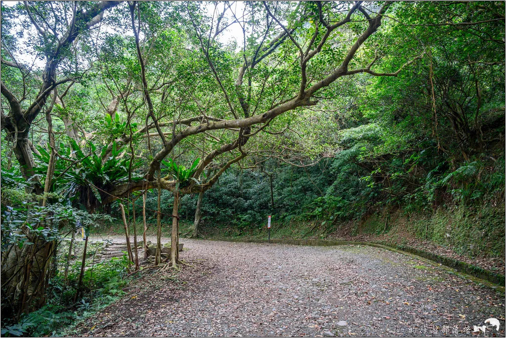 草嶺古道 芒花季