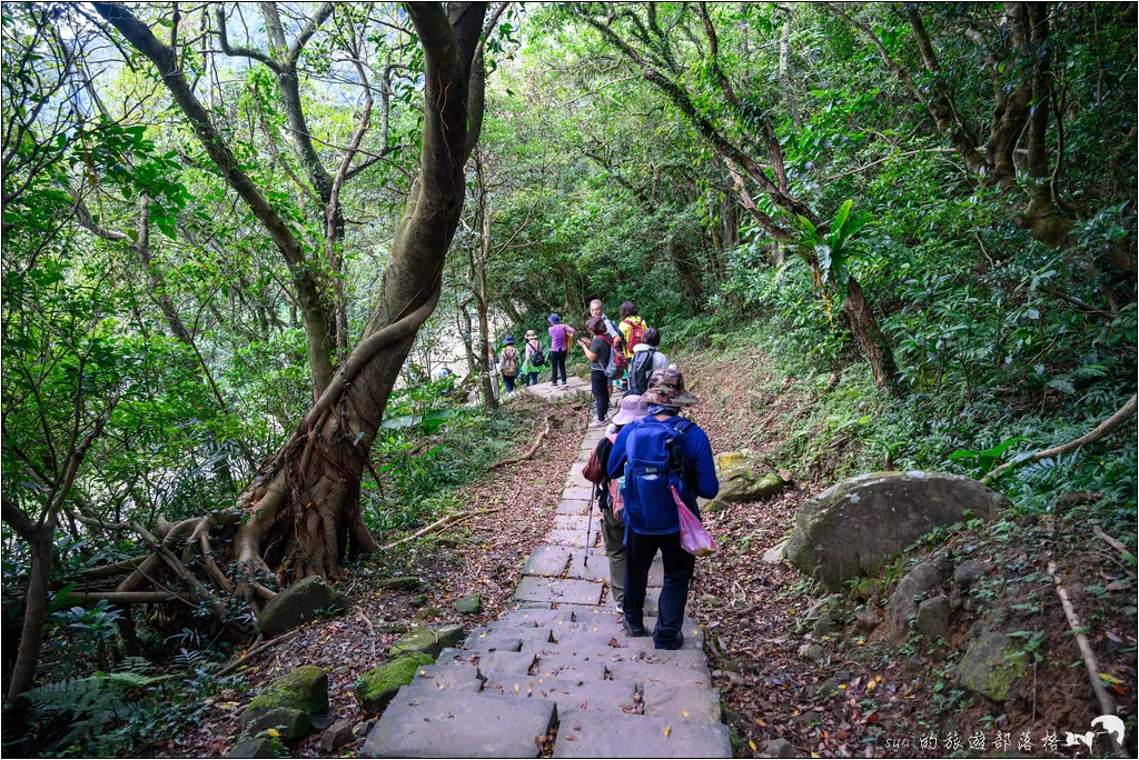 草嶺古道 芒花季