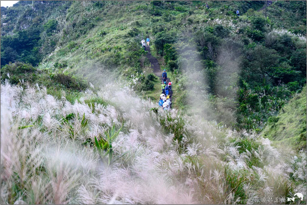 草嶺古道 芒花季