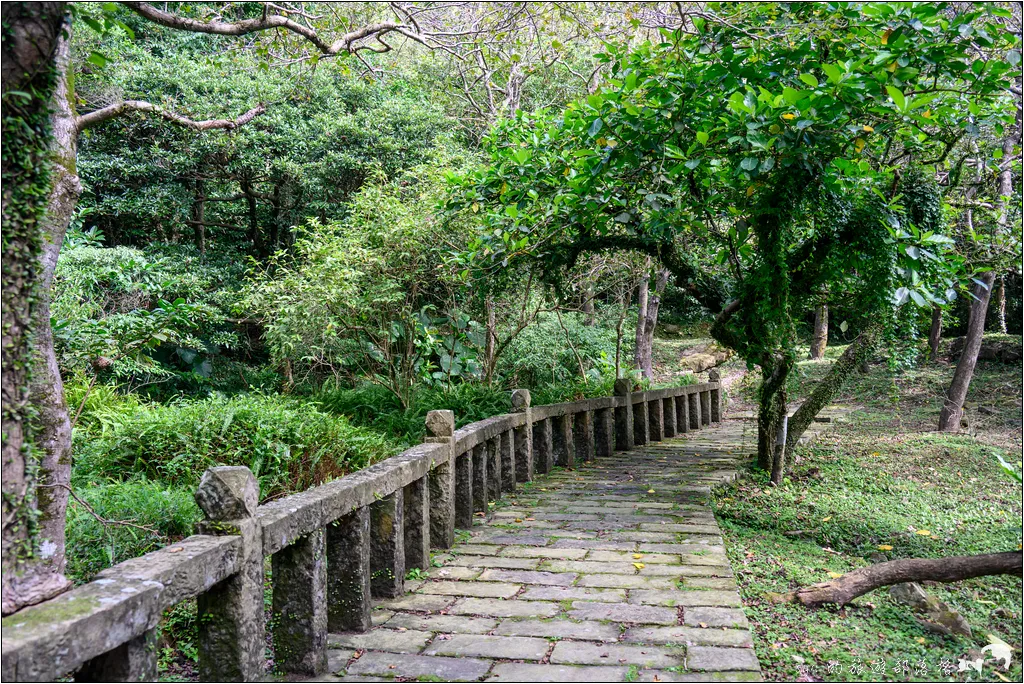 草嶺古道 芒花季