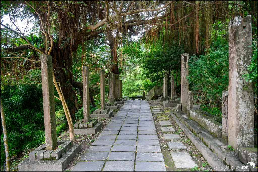 草嶺古道 芒花季