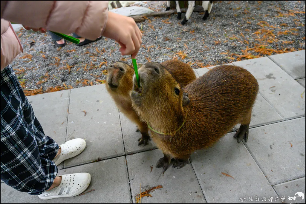 水岸森林物語動物園區