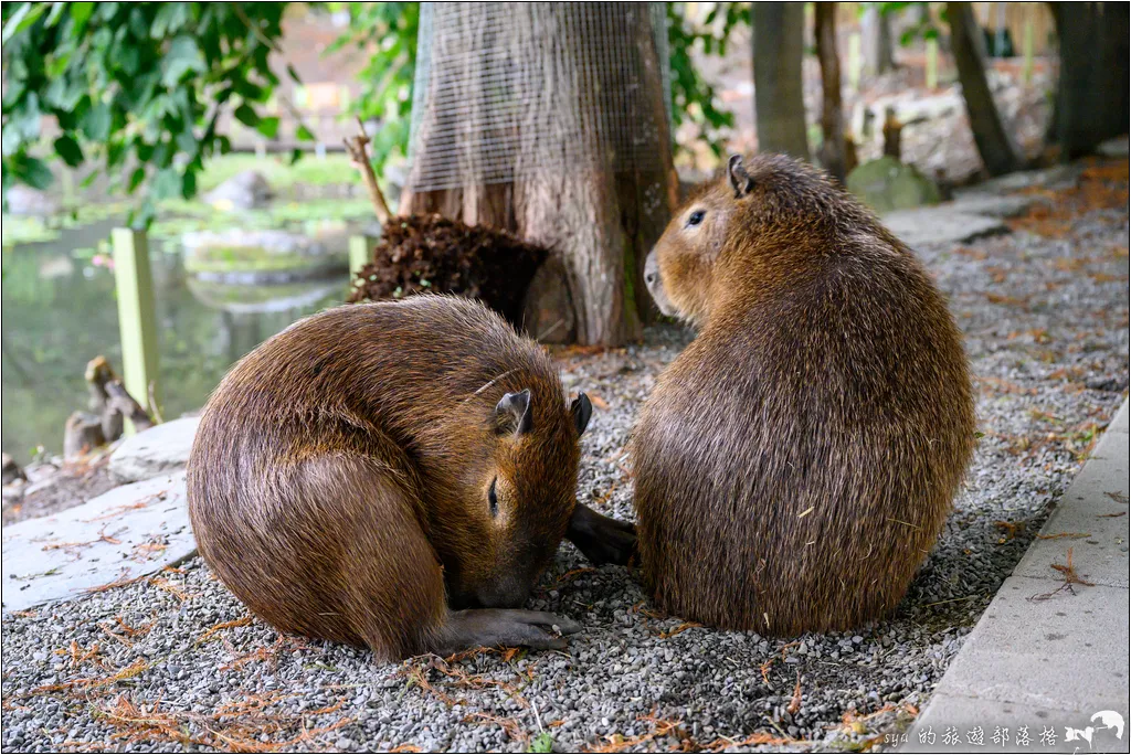 水岸森林物語動物園區