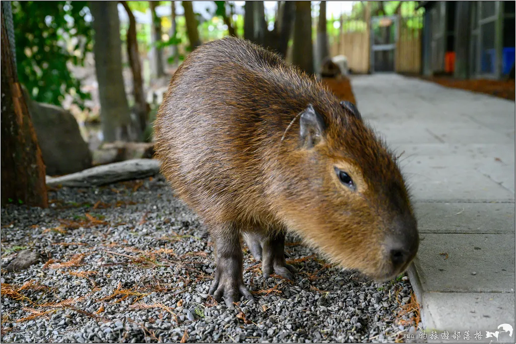 水岸森林物語動物園區