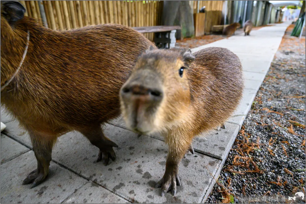 水岸森林物語動物園區