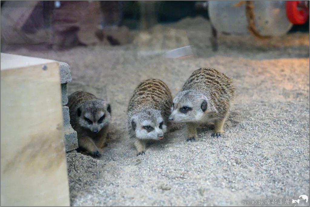 水岸森林物語動物園區