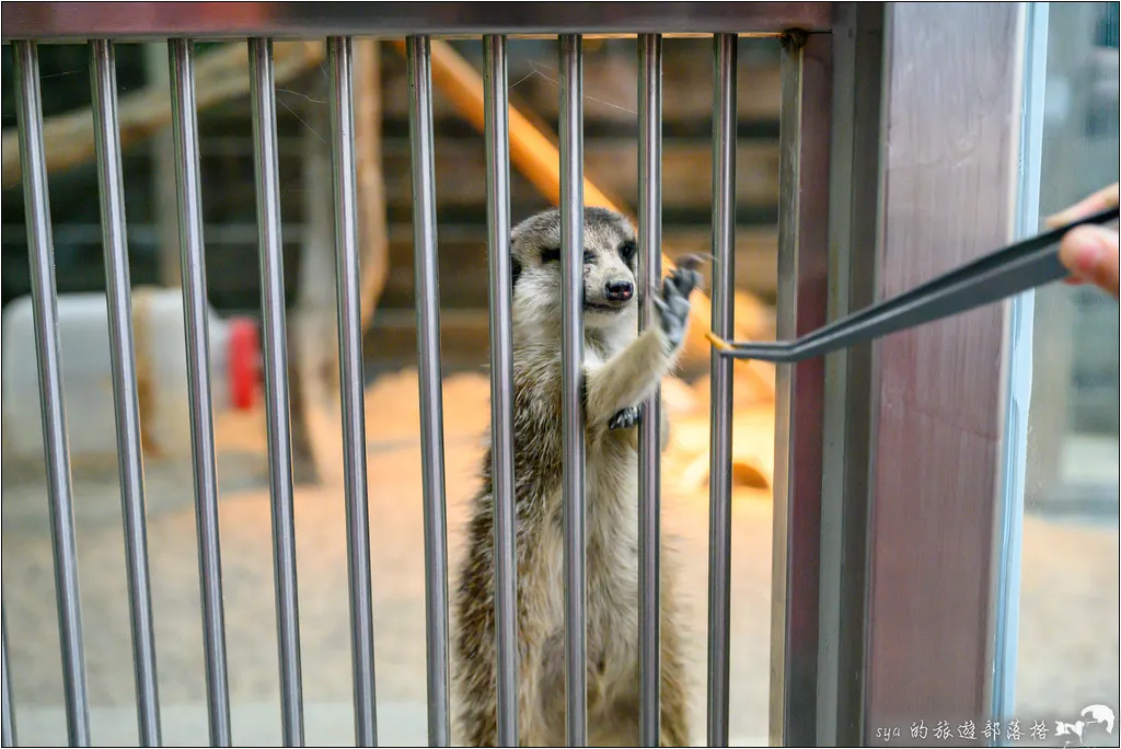 水岸森林物語動物園區