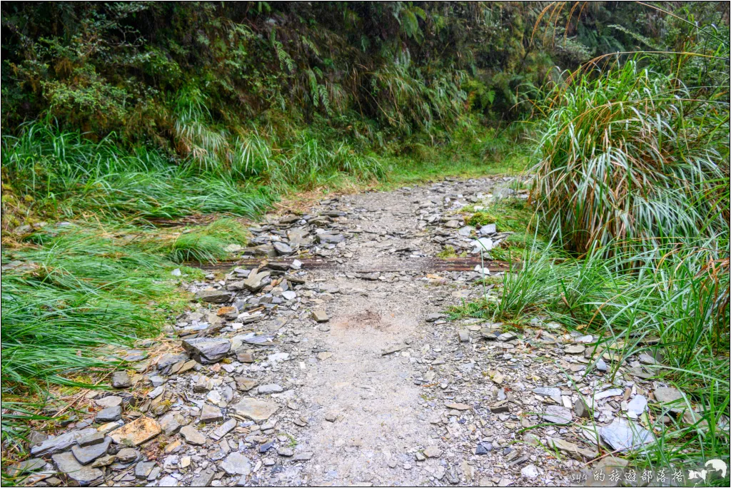 太平山 山毛櫸步道