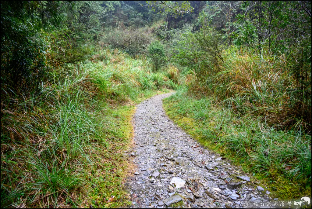 太平山 山毛櫸步道