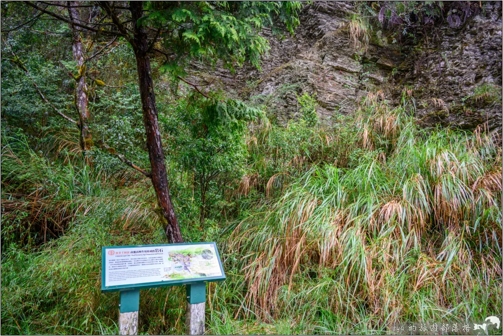 太平山 山毛櫸步道