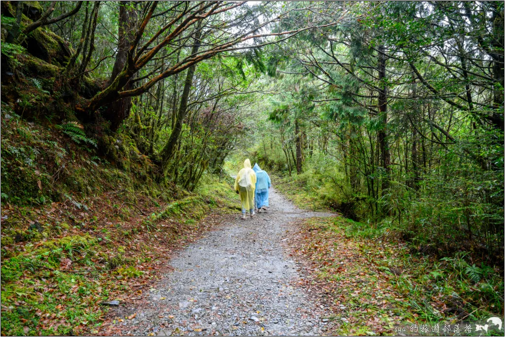 太平山 山毛櫸步道