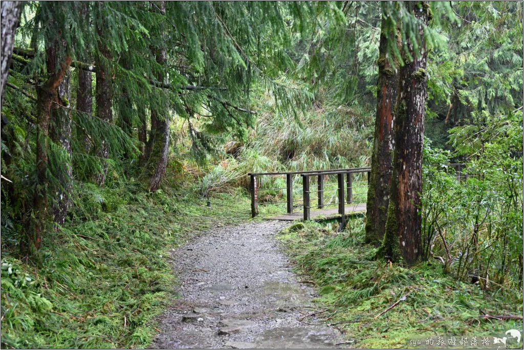 太平山 山毛櫸步道