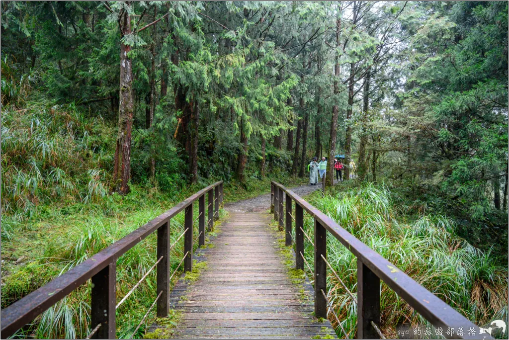 太平山 山毛櫸步道