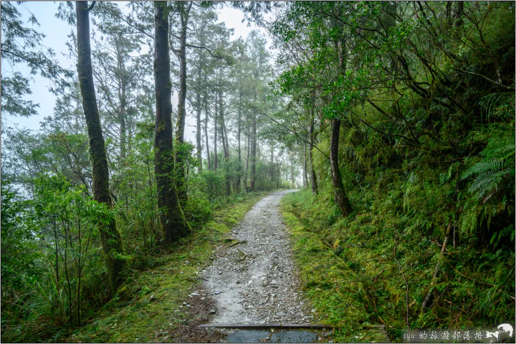 太平山 山毛櫸步道