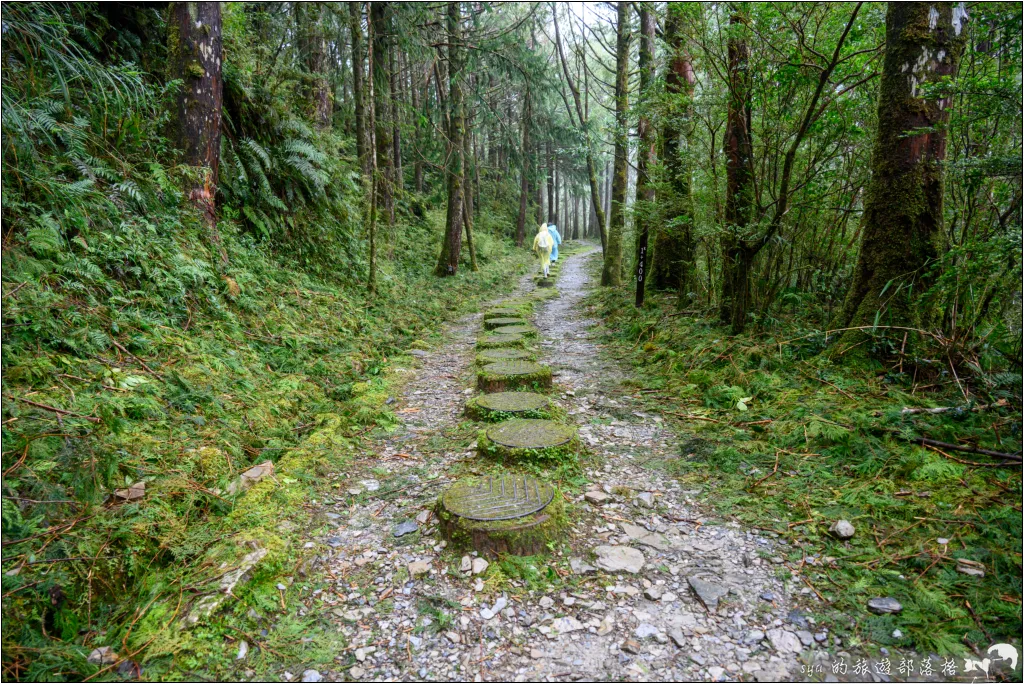 太平山 山毛櫸步道