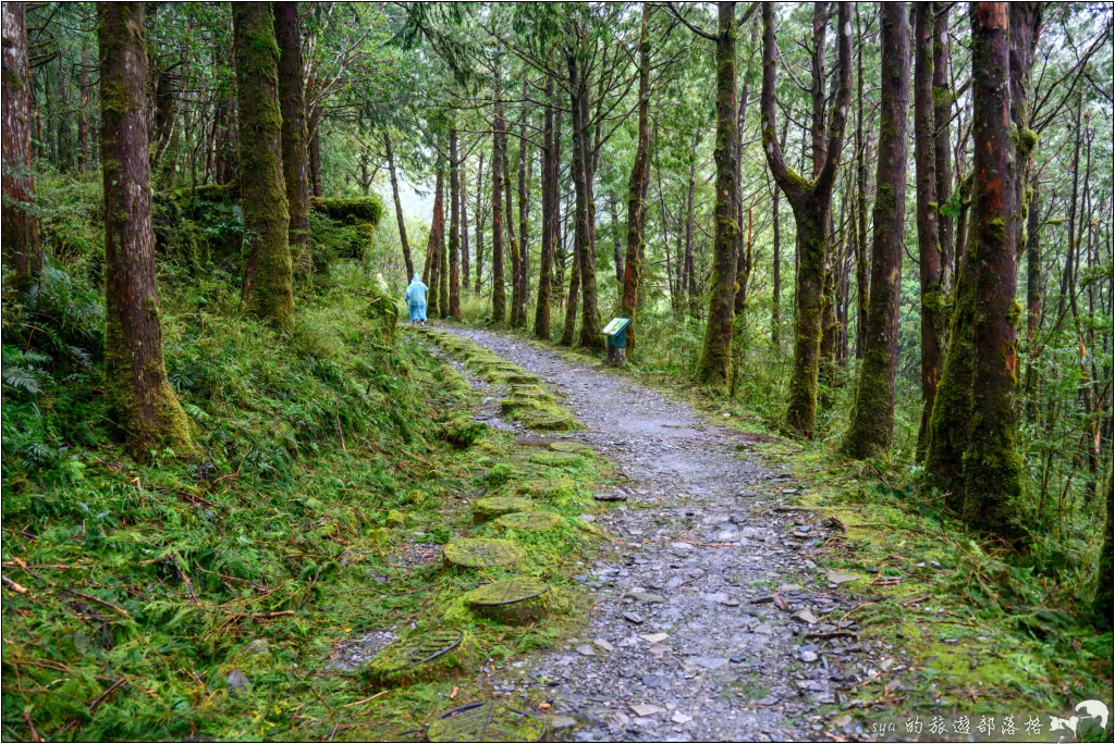 太平山 山毛櫸步道