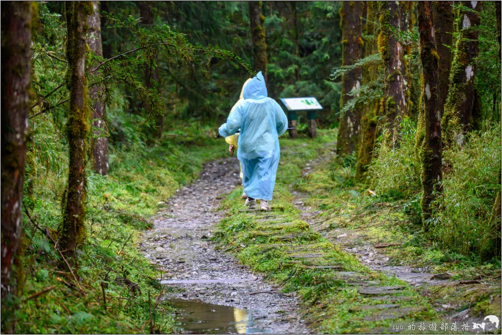 太平山 山毛櫸步道