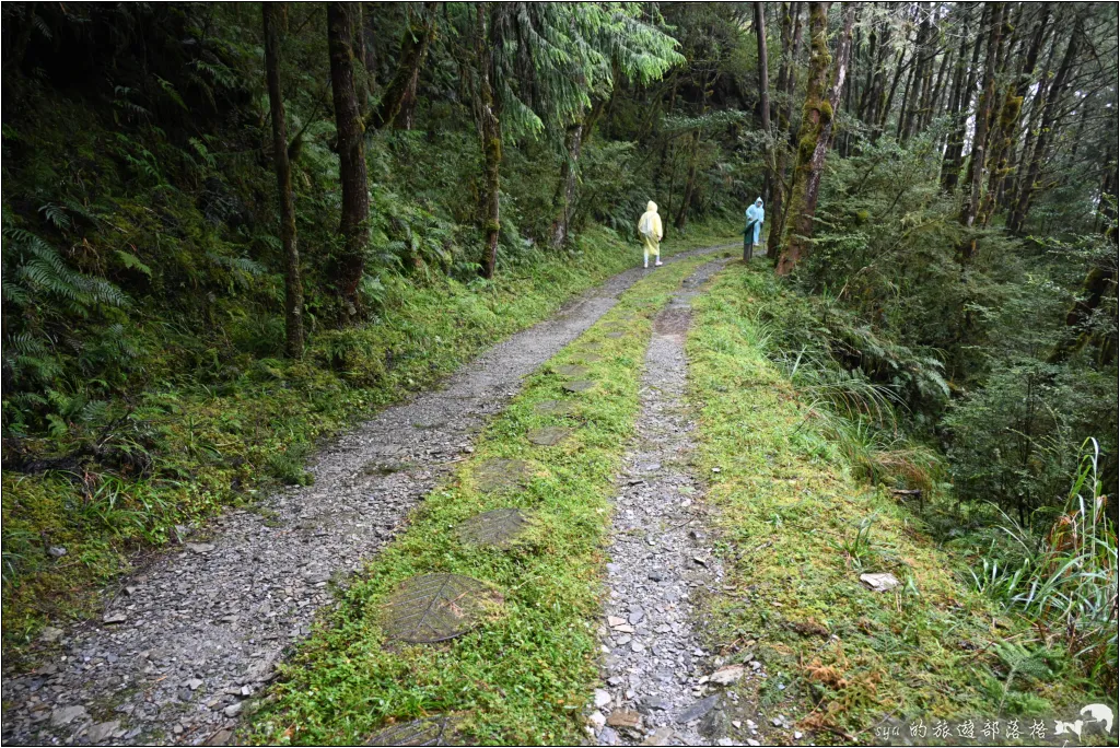 太平山 山毛櫸步道