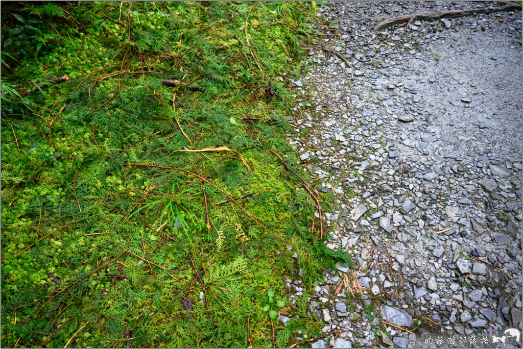 太平山 山毛櫸步道