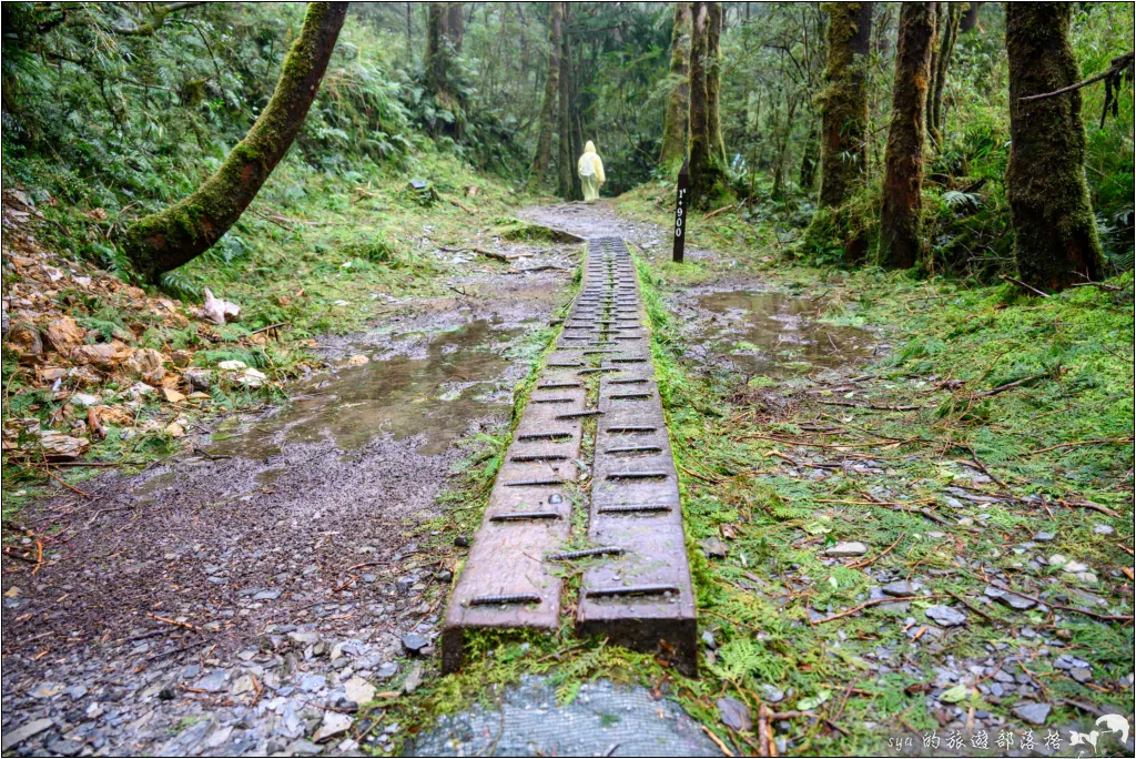 太平山 山毛櫸步道