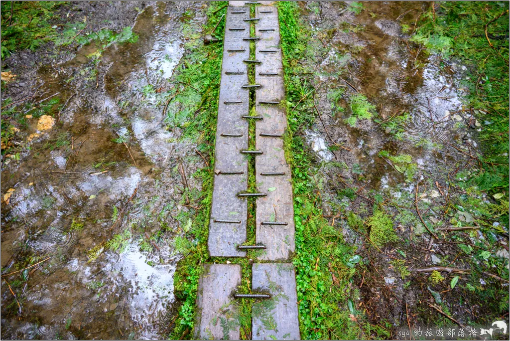 太平山 山毛櫸步道