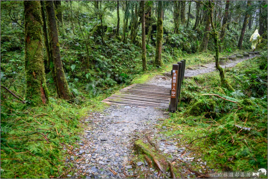 太平山 山毛櫸步道