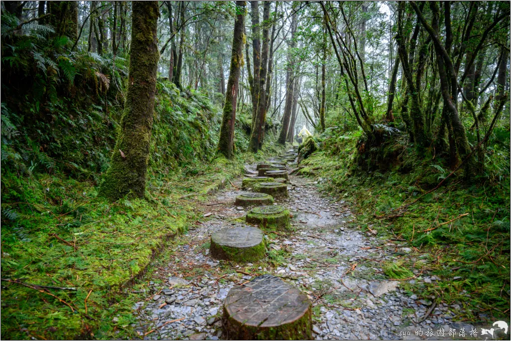 太平山 山毛櫸步道