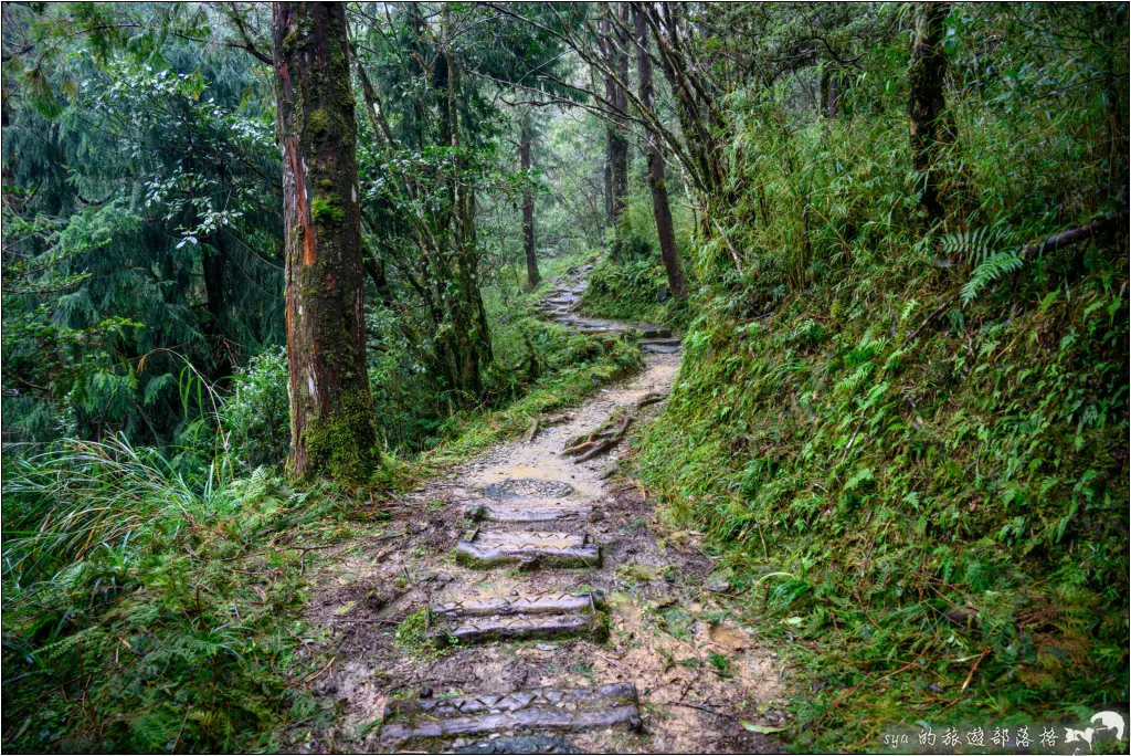 太平山 山毛櫸步道