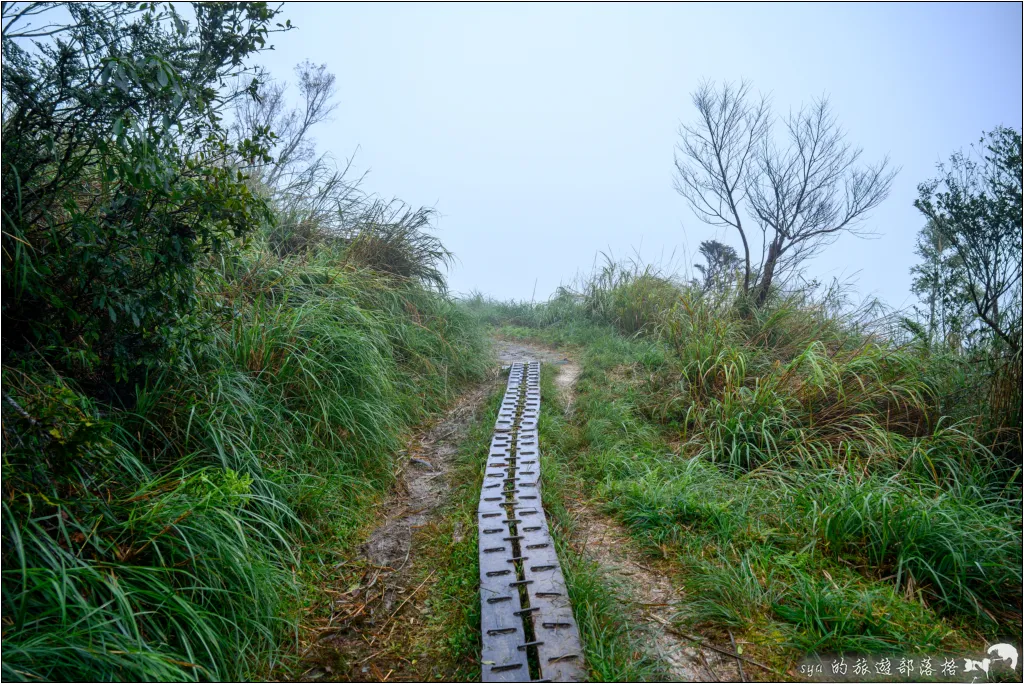 太平山 山毛櫸步道