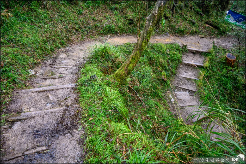 太平山 山毛櫸步道