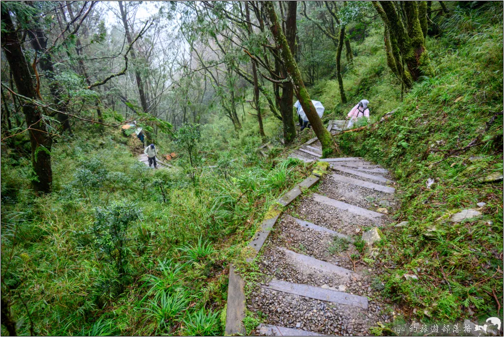 太平山 山毛櫸步道